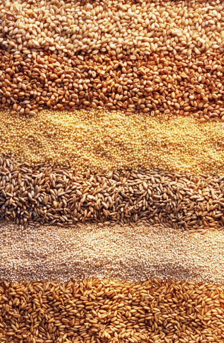 Купите оптом семена озимых культур от Исток-Агро